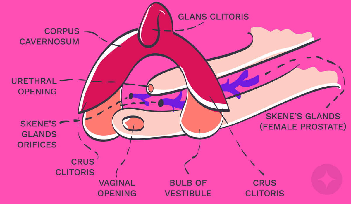 G Spot 101 The Only Guide You Need on How to Find the G Spot NEW