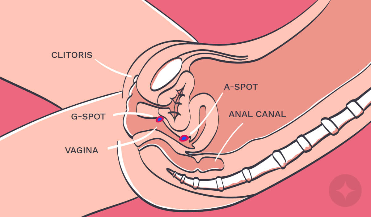 Illustration of the female erogenous zones