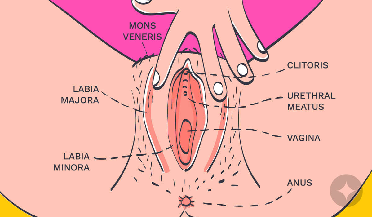 Diagram of Female Genitalia