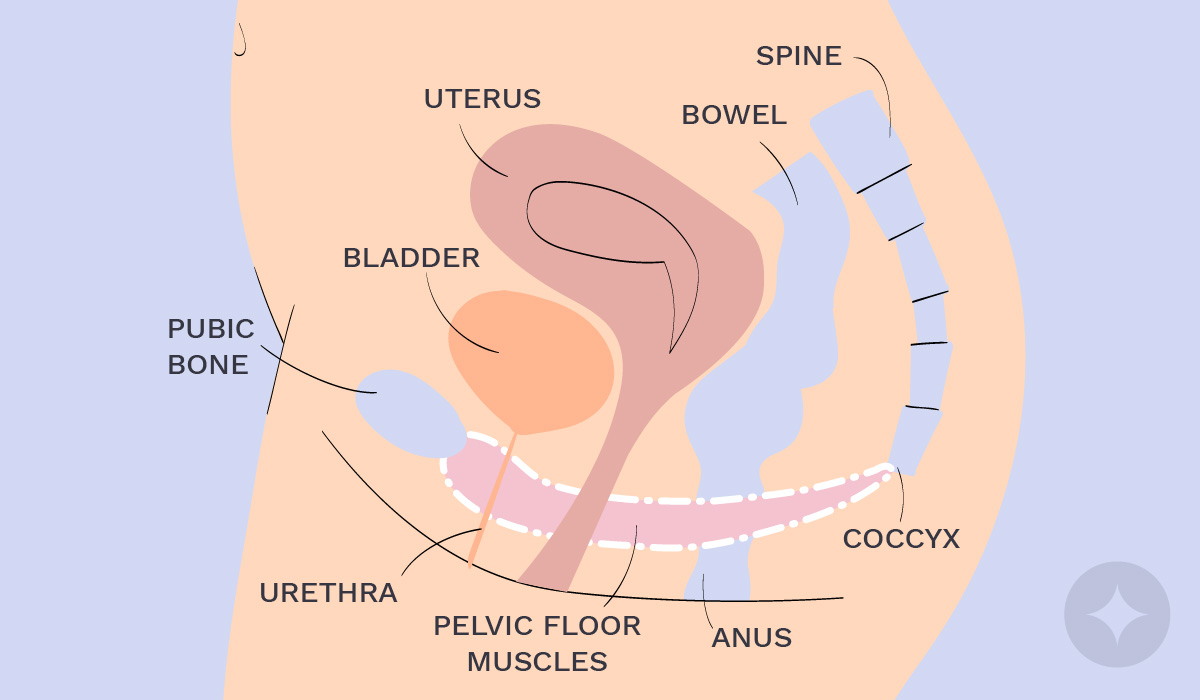 Kegel exercises are designed to help women with urinary incontinence