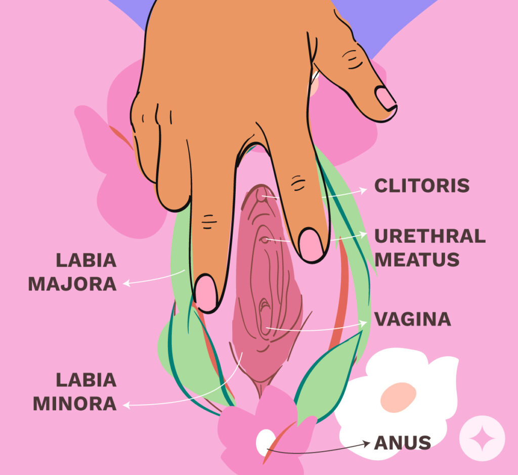 Vulva Diagram Quiz