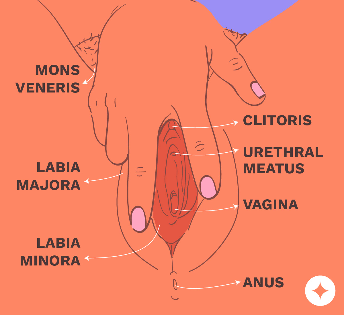 Vulva Anatomy Labeled