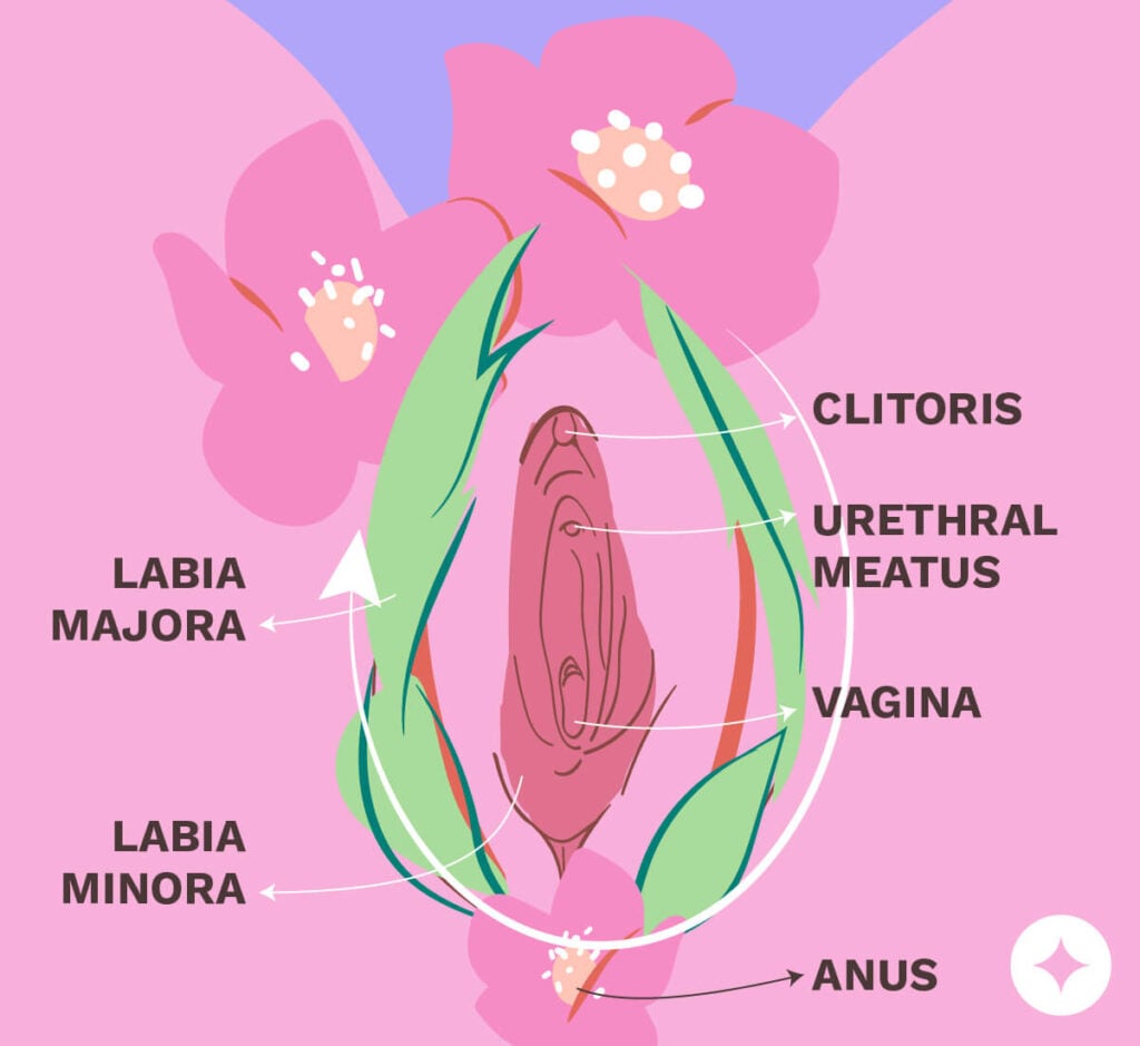 Map of vulva anatomy